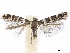  ( - CCDB-34790-E08)  @11 [ ] CreativeCommons - Attribution (2019) CBG Photography Group Centre for Biodiversity Genomics