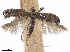  (Parornix melanotella - CCDB-34791-A07)  @11 [ ] CreativeCommons - Attribution (2020) CBG Photography Group Centre for Biodiversity Genomics