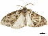  ( - CCDB-34793-E07)  @11 [ ] CreativeCommons - Attribution (2020) CBG Photography Group Centre for Biodiversity Genomics