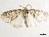  ( - CCDB-34793-E08)  @11 [ ] CreativeCommons - Attribution (2020) CBG Photography Group Centre for Biodiversity Genomics