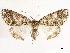  ( - CCDB-34793-E09)  @11 [ ] CreativeCommons - Attribution (2020) CBG Photography Group Centre for Biodiversity Genomics
