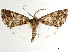  ( - CCDB-34793-E10)  @11 [ ] CreativeCommons - Attribution (2020) CBG Photography Group Centre for Biodiversity Genomics
