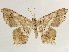  ( - CCDB-34793-F11)  @11 [ ] CreativeCommons - Attribution (2020) CBG Photography Group Centre for Biodiversity Genomics