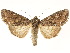  (Melanchra - CCDB-34793-G08)  @15 [ ] CreativeCommons - Attribution (2020) CBG Photography Group Centre for Biodiversity Genomics