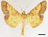  ( - CCDB-34793-H06)  @11 [ ] CreativeCommons - Attribution (2020) CBG Photography Group Centre for Biodiversity Genomics