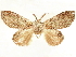  ( - CCDB-34794-C04)  @11 [ ] CreativeCommons - Attribution (2020) CBG Photography Group Centre for Biodiversity Genomics