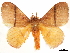  (Cotana unistrigata - CCDB-34794-D11)  @11 [ ] CreativeCommons - Attribution (2020) CBG Photography Group Centre for Biodiversity Genomics