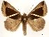  ( - CCDB-34794-E08)  @11 [ ] CreativeCommons - Attribution (2020) CBG Photography Group Centre for Biodiversity Genomics