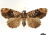  (Catephia amplificans - CCDB-34794-E10)  @11 [ ] CreativeCommons - Attribution (2020) CBG Photography Group Centre for Biodiversity Genomics
