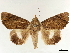  (Catephia natalensis - CCDB-34794-E11)  @11 [ ] CreativeCommons - Attribution (2020) CBG Photography Group Centre for Biodiversity Genomics