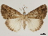  (Hypena colombana - CCDB-34794-H09)  @11 [ ] CreativeCommons - Attribution (2020) CBG Photography Group Centre for Biodiversity Genomics
