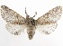  ( - CCDB-34954-E10)  @11 [ ] CreativeCommons - Attribution (2020) CBG Photography Group Centre for Biodiversity Genomics