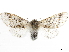  ( - CCDB-34954-F02)  @11 [ ] CreativeCommons - Attribution (2020) CBG Photography Group Centre for Biodiversity Genomics