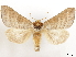  (Datana cochise - CCDB-34954-G01)  @14 [ ] CreativeCommons - Attribution (2020) CBG Photography Group Centre for Biodiversity Genomics