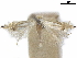  ( - CCDB-35905-G11)  @11 [ ] CreativeCommons - Attribution (2020) CBG Photography Group Centre for Biodiversity Genomics