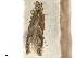  (Phyllonorycter incanella - CCDB-35906-D07)  @11 [ ] CreativeCommons - Attribution (2020) CBG Photography Group Centre for Biodiversity Genomics