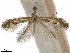  (Phyllonorycter ribefoliae - CCDB-35906-H07)  @11 [ ] CreativeCommons - Attribution (2020) CBG Photography Group Centre for Biodiversity Genomics