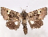  (Gonostygia agonax - CCDB-35907-F12)  @11 [ ] CreativeCommons - Attribution (2020) CBG Photography Group Centre for Biodiversity Genomics