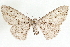  ( - CCDB-35908-B07)  @11 [ ] CreativeCommons - Attribution (2020) CBG Photography Group Centre for Biodiversity Genomics