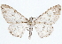  ( - CCDB-35908-B08)  @11 [ ] CreativeCommons - Attribution (2020) CBG Photography Group Centre for Biodiversity Genomics