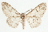  ( - CCDB-35908-B09)  @11 [ ] CreativeCommons - Attribution (2020) CBG Photography Group Centre for Biodiversity Genomics