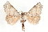  ( - CCDB-35908-C07)  @11 [ ] CreativeCommons - Attribution (2020) CBG Photography Group Centre for Biodiversity Genomics