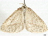  (Aspitates taylori - CCDB-35908-D03)  @12 [ ] CreativeCommons - Attribution (2020) CBG Photography Group Centre for Biodiversity Genomics