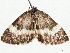  ( - CCDB-35908-D08)  @14 [ ] CreativeCommons - Attribution (2020) CBG Photography Group Centre for Biodiversity Genomics