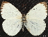  ( - CCDB-35908-F04)  @11 [ ] CreativeCommons - Attribution (2020) CBG Photography Group Centre for Biodiversity Genomics