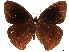  ( - CCDB-35908-F11)  @11 [ ] CreativeCommons - Attribution (2020) CBG Photography Group Centre for Biodiversity Genomics