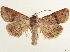  (Agrotis hephaestaea - CCDB-35908-G07)  @11 [ ] CreativeCommons - Attribution (2020) CBG Photography Group Centre for Biodiversity Genomics