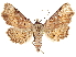  ( - CCDB-35909-A11)  @11 [ ] CreativeCommons - Attribution (2020) CBG Photography Group Centre for Biodiversity Genomics