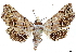  ( - CCDB-35909-A12)  @11 [ ] CreativeCommons - Attribution (2020) CBG Photography Group Centre for Biodiversity Genomics