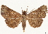  ( - CCDB-35909-B03)  @11 [ ] CreativeCommons - Attribution (2020) CBG Photography Group Centre for Biodiversity Genomics