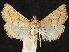  ( - CCDB-35909-D08)  @11 [ ] CreativeCommons - Attribution (2020) CBG Photography Group Centre for Biodiversity Genomics