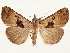  ( - CCDB-35909-E04)  @11 [ ] CreativeCommons - Attribution (2020) CBG Photography Group Centre for Biodiversity Genomics