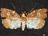  ( - CCDB-35909-E10)  @11 [ ] CreativeCommons - Attribution (2020) CBG Photography Group Centre for Biodiversity Genomics