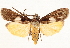  ( - CCDB-35909-E12)  @15 [ ] CreativeCommons - Attribution (2020) CBG Photography Group Centre for Biodiversity Genomics