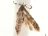  (Neoblastobasis spiniharpella - CCDB-35909-G09)  @13 [ ] CreativeCommons - Attribution (2020) CBG Photography Group Centre for Biodiversity Genomics