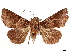  ( - CCDB-35911-A09)  @11 [ ] CreativeCommons - Attribution (2020) CBG Photography Group Centre for Biodiversity Genomics