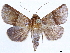  (Phuphena transversa - CCDB-35911-A10)  @11 [ ] CreativeCommons - Attribution (2020) CBG Photography Group Centre for Biodiversity Genomics