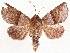  ( - CCDB-35911-A11)  @11 [ ] CreativeCommons - Attribution (2020) CBG Photography Group Centre for Biodiversity Genomics