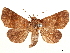  (Phuphena zelotypa - CCDB-35911-A12)  @11 [ ] CreativeCommons - Attribution (2020) CBG Photography Group Centre for Biodiversity Genomics