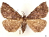  ( - CCDB-35911-B07)  @11 [ ] CreativeCommons - Attribution (2020) CBG Photography Group Centre for Biodiversity Genomics