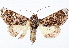  (Argyrostrotis quadrata - CCDB-35911-C10)  @11 [ ] CreativeCommons - Attribution (2020) CBG Photography Group Centre for Biodiversity Genomics