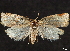  ( - CCDB-35911-G07)  @14 [ ] CreativeCommons - Attribution (2020) CBG Photography Group Centre for Biodiversity Genomics