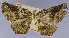  ( - CCDB-33588-H08)  @11 [ ] CreativeCommons - Attribution Share-Alike (2019) Unspecified Smithsonian Institution National Museum of Natural History