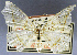 ( - CCDB-24712-A09)  @11 [ ] CreativeCommons - Attribution Share-Alike (2019) Unspecified Smithsonian Institution National Museum of Natural History