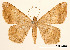  (Macaria pandaria - USNM ENT 01920355)  @11 [ ] Unspecified (default): All Rights Reserved  Unspecified Unspecified
