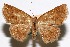  (Isochromodes chiron - USNM ENT 01920197)  @11 [ ] Unspecified (default): All Rights Reserved  Unspecified Unspecified